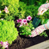 Consigli utili per la crescita e cura delle piante da fiore