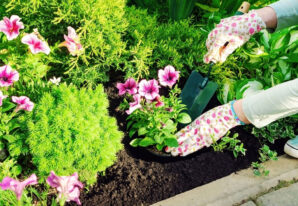 Consigli utili per la crescita e cura delle piante da fiore