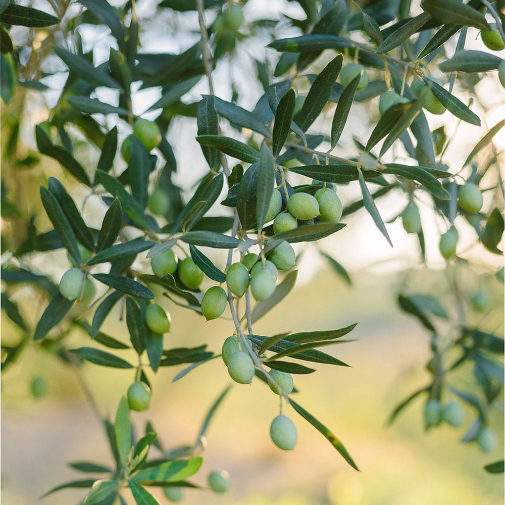 kit olivo